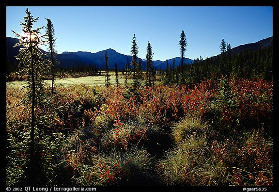 Tussocks near Circle Lake, Alatna River valley, early morning. Gates of the Arctic National Park, Alaska, USA.