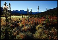Tussocks near Circle Lake, Alatna River valley, early morning. Gates of the Arctic National Park ( color)