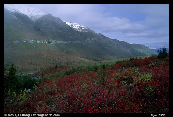 Shrubs and mountains in mist. Gates of the Arctic National Park (color)