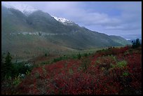 Shrubs and mountains in mist. Gates of the Arctic National Park, Alaska, USA. (color)