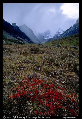 Tundra and Arrigetch Peaks. Gates of the Arctic National Park, Alaska, USA.