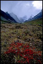 Tundra and Arrigetch Peaks. Gates of the Arctic National Park, Alaska, USA.
