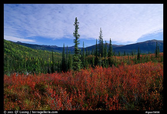 Black Spruce and Tundra, Alatna Valley. Gates of the Arctic National Park, Alaska, USA.