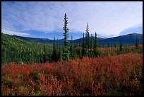 Black Spruce and Tundra, Alatna Valley. Gates of the Arctic National Park, Alaska, USA.