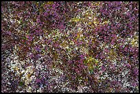 Close-up of blueberries and moss. Gates of the Arctic National Park ( color)