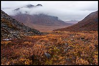 Autumn tundra and Kollutuk Mountain with low rain clouds. Gates of the Arctic National Park ( color)