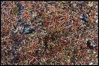 Close-up of tundra in autumn. Gates of the Arctic National Park ( color)