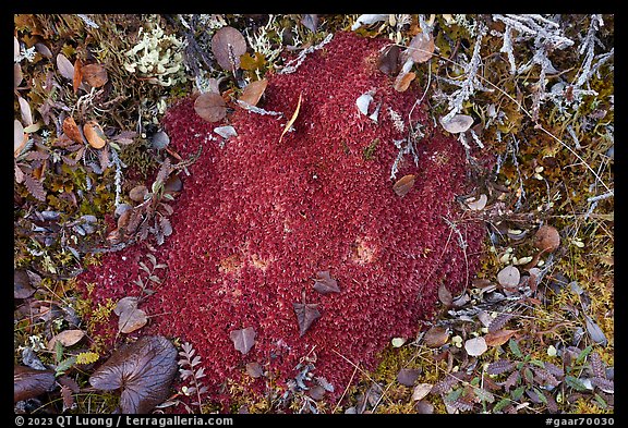 Close-up of red peat moss. Gates of the Arctic National Park (color)