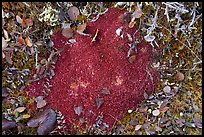 Close-up of red peat moss. Gates of the Arctic National Park ( color)