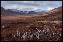 Arctic cottongrass and Inukpasugruk Valley in autumn. Gates of the Arctic National Park ( color)