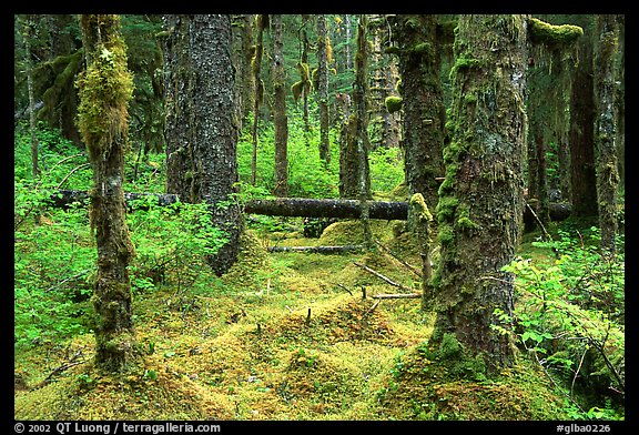 Mosses and trees in rainforest, Bartlett Cove. Glacier Bay National Park, Alaska, USA.