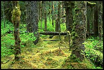 Mosses and trees in rainforest, Bartlett Cove. Glacier Bay National Park ( color)