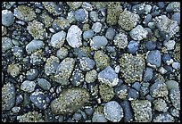 Rocks covered with mussels at low tide, Muir inlet. Glacier Bay National Park, Alaska, USA.