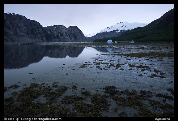 Mud flats above White Thunder ridge, Muir inlet. Glacier Bay National Park (color)