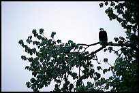 Bald eagle. Glacier Bay National Park ( color)