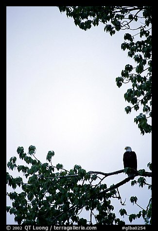 Blad eagle perched on tree branch. Glacier Bay National Park, Alaska, USA.