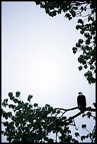 Blad eagle perched on tree branch. Glacier Bay National Park, Alaska, USA. (color)