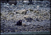 Black bear digging for clams. Glacier Bay National Park, Alaska, USA. (color)
