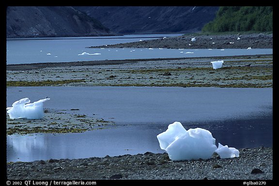 Icebergs and mud flats near Mc Bride glacier. Glacier Bay National Park (color)