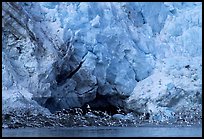 Sea birds at the base of Lamplugh glacier. Glacier Bay National Park, Alaska, USA.