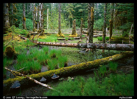 Pond in rainforest, Bartlett Cove. Glacier Bay National Park, Alaska, USA.