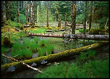 Pond in rainforest, Bartlett Cove. Glacier Bay National Park ( color)