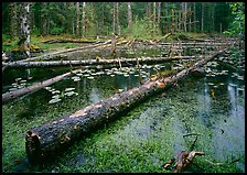 Pond in Rainforest, Bartlett cove. Glacier Bay National Park, Alaska, USA. (color)