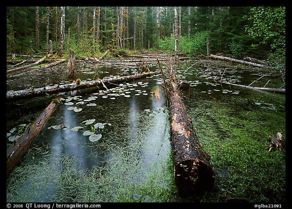 Trunks in rainforest pond, Bartlett Cove. Glacier Bay National Park (color)