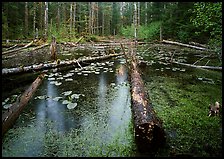 Trunks in rainforest pond, Bartlett Cove. Glacier Bay National Park, Alaska, USA.