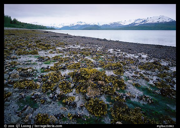 Tidal flats, Muir inlet. Glacier Bay National Park, Alaska, USA.