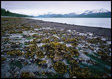 Tidal flats, Muir inlet. Glacier Bay National Park, Alaska, USA. (color)
