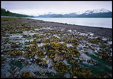 Tidal flats, Muir inlet. Glacier Bay National Park ( color)