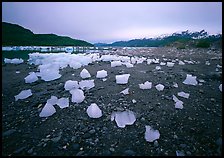 Icebergs near Mc Bride glacier, Muir inlet. Glacier Bay National Park, Alaska, USA. (color)