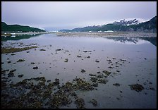 Mud flats near Mc Bride glacier, Muir inlet. Glacier Bay National Park, Alaska, USA.