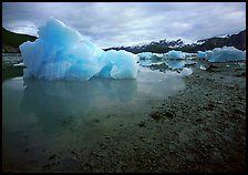 Blue icebergs beached near Mc Bride Glacier. Glacier Bay National Park, Alaska, USA.