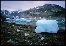 Icebergs and algae-covered rocks, Mc Bride inlet. Glacier Bay National Park, Alaska, USA. (color)