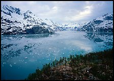 Dwarf plants and John Hopkins inlet. Glacier Bay National Park, Alaska, USA.