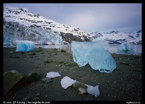 Translucent icebergs at the base of Lamplugh Glacier, morning. Glacier Bay National Park (color)