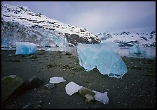 Translucent icebergs at the base of Lamplugh Glacier, morning. Glacier Bay National Park, Alaska, USA. (color)