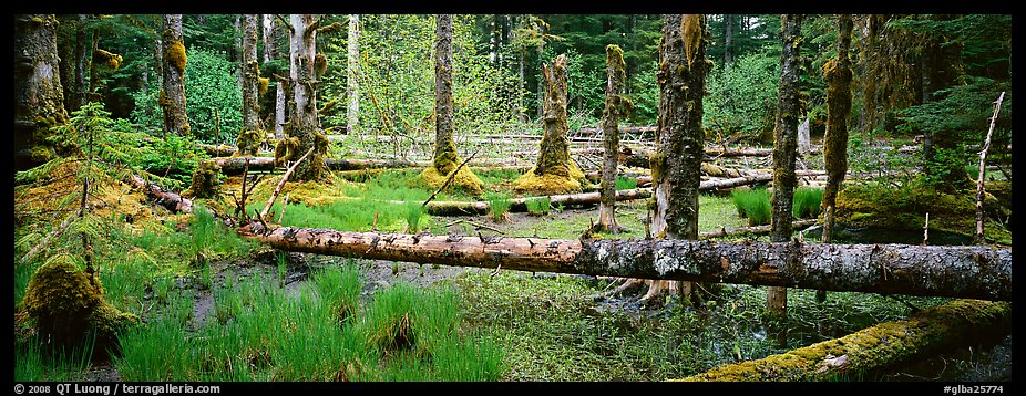 Temperate rainforest scenery. Glacier Bay National Park (color)