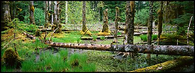 Temperate rainforest scenery. Glacier Bay National Park, Alaska, USA.