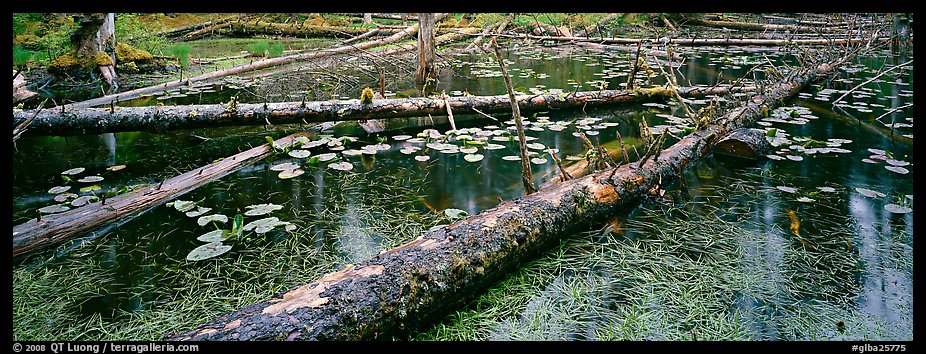 Fallen logs in pond. Glacier Bay National Park, Alaska, USA.