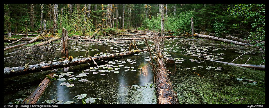 Rainforest pond. Glacier Bay National Park, Alaska, USA.