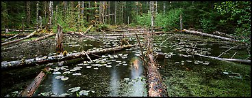 Rainforest pond. Glacier Bay National Park (Panoramic color)