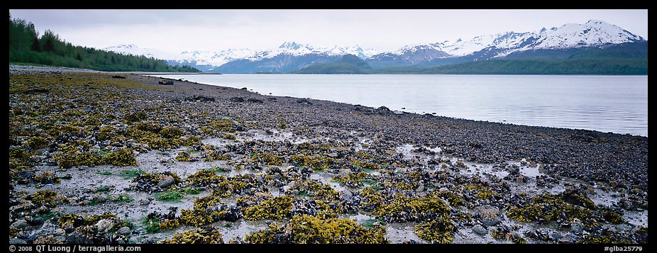 Shore with seaweed uncovered by low tide. Glacier Bay National Park (color)