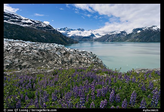 Lupine, Lamplugh glacier, and West Arm. Glacier Bay National Park, Alaska, USA.