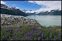 Lupine, Lamplugh glacier, and West Arm. Glacier Bay National Park, Alaska, USA.