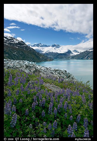 Lupine, Lamplugh glacier, and the Bay seen from a high point. Glacier Bay National Park, Alaska, USA.