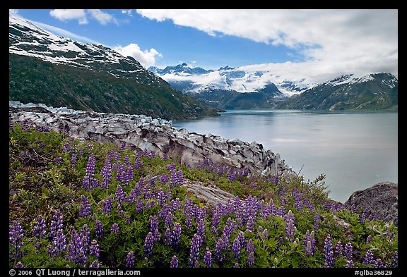 Lupine, Lamplugh glacier, and turquoise bay waters. Glacier Bay National Park, Alaska, USA.