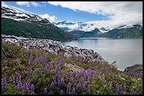 Lupine, Lamplugh glacier, and turquoise bay waters. Glacier Bay National Park, Alaska, USA.